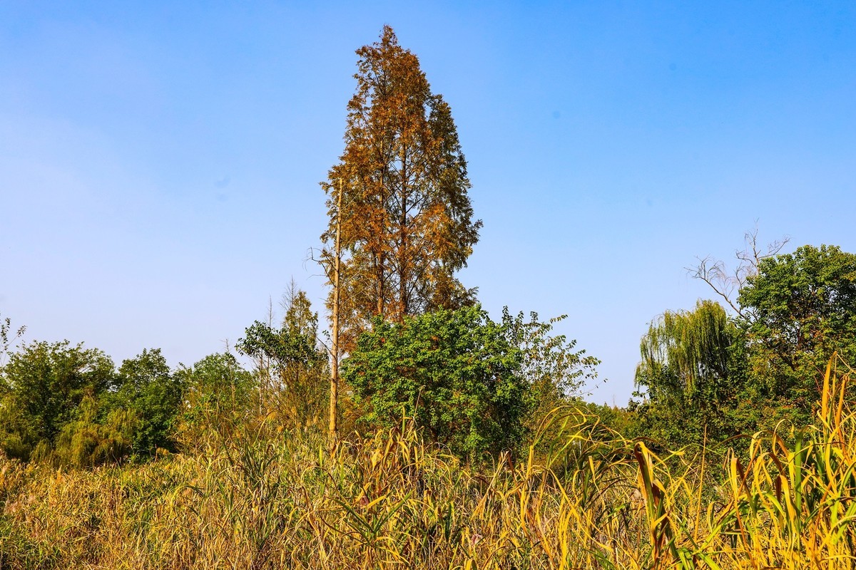 湘江芭溪州风景--2