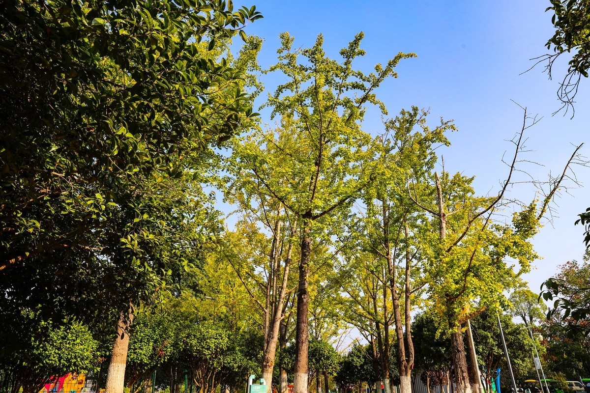 湘江芭溪州风景--2