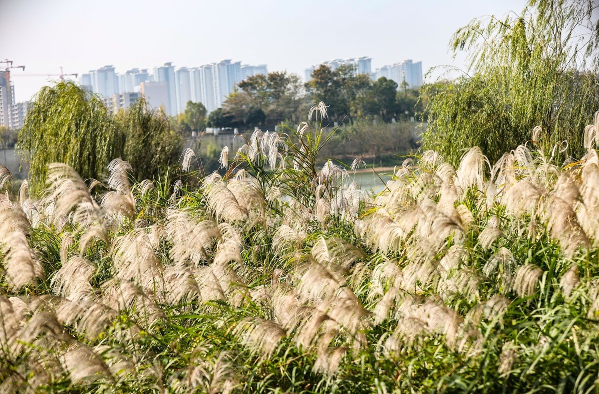 湘江芭溪州风景--1