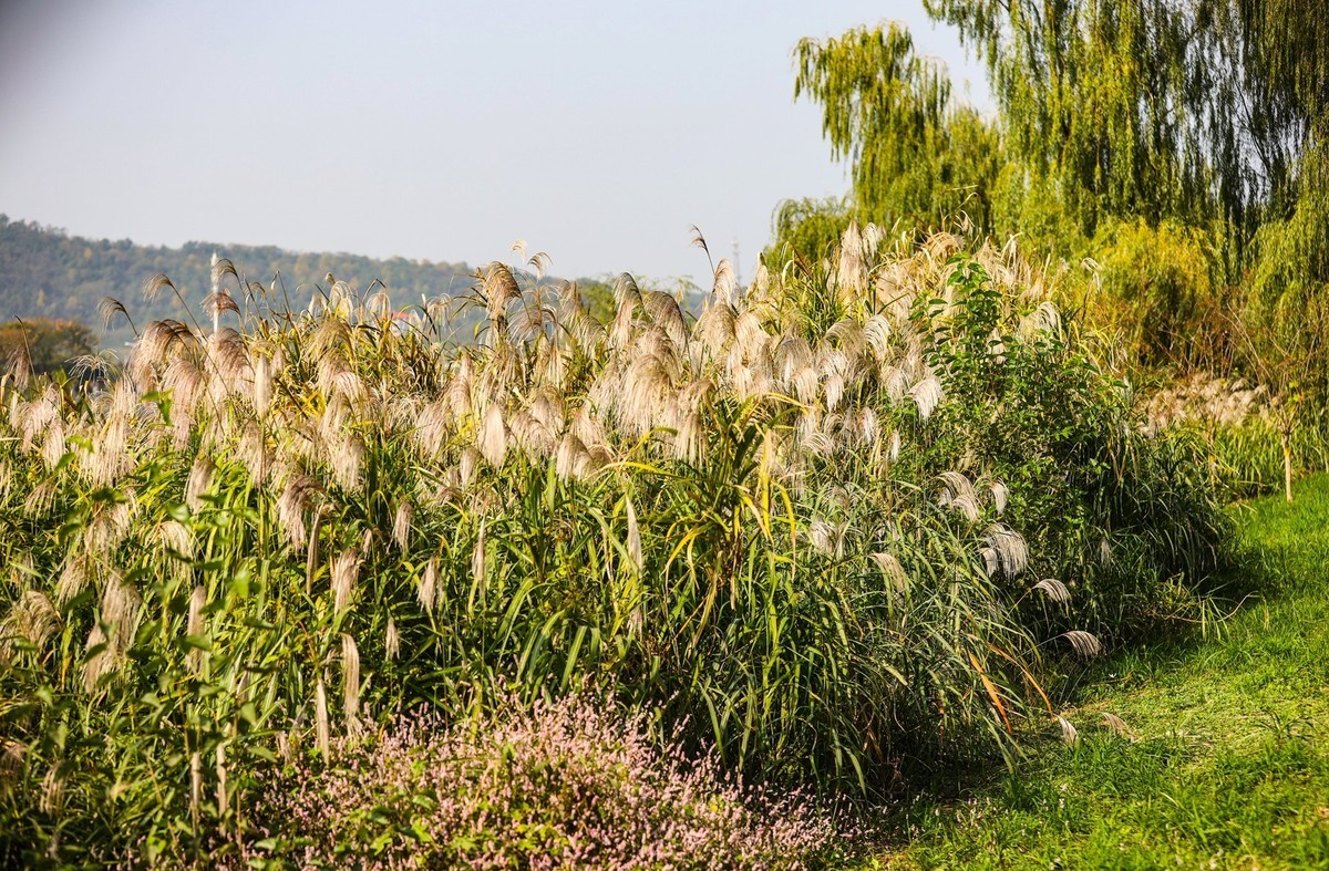 湘江芭溪州风景--1