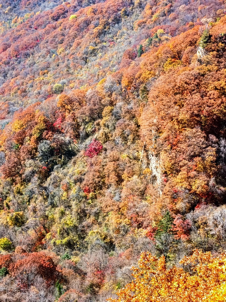 外出随拍（续215）.