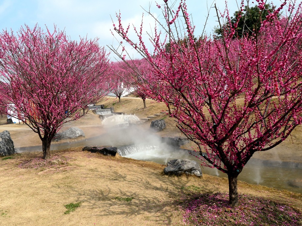 成都音乐百花谷
