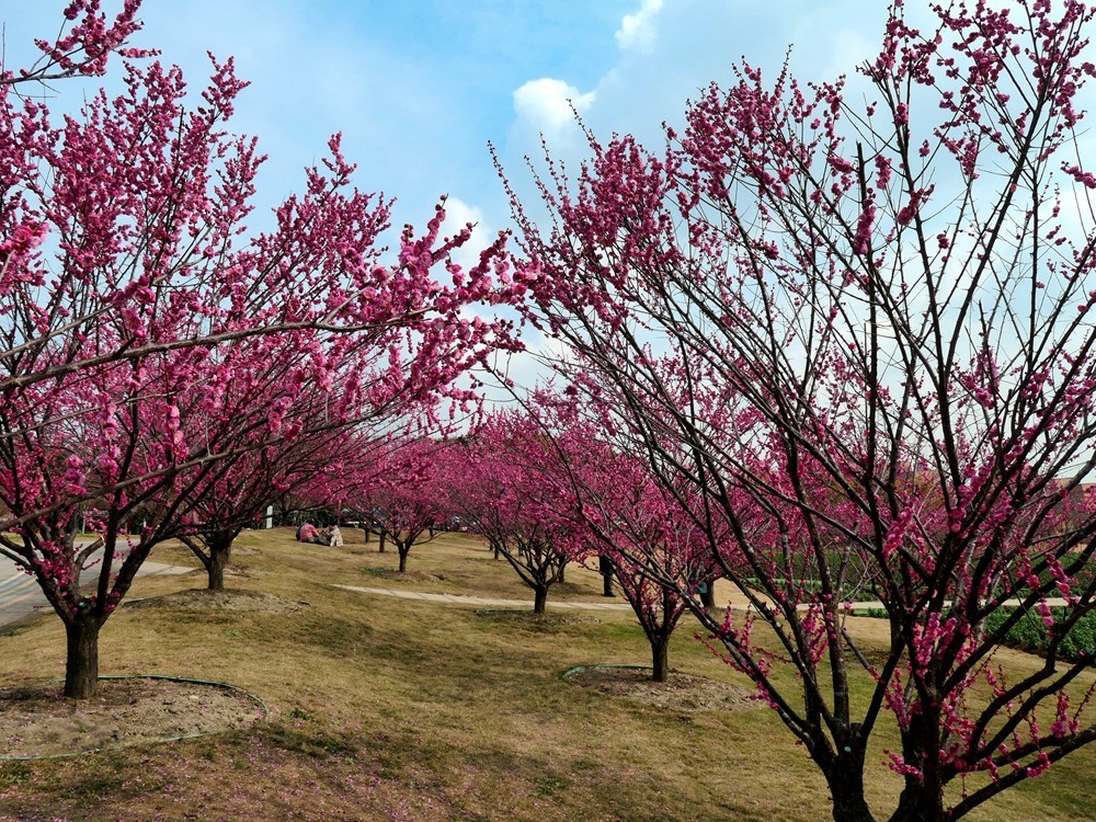成都音乐百花谷