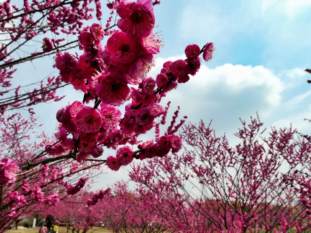 成都音乐百花谷