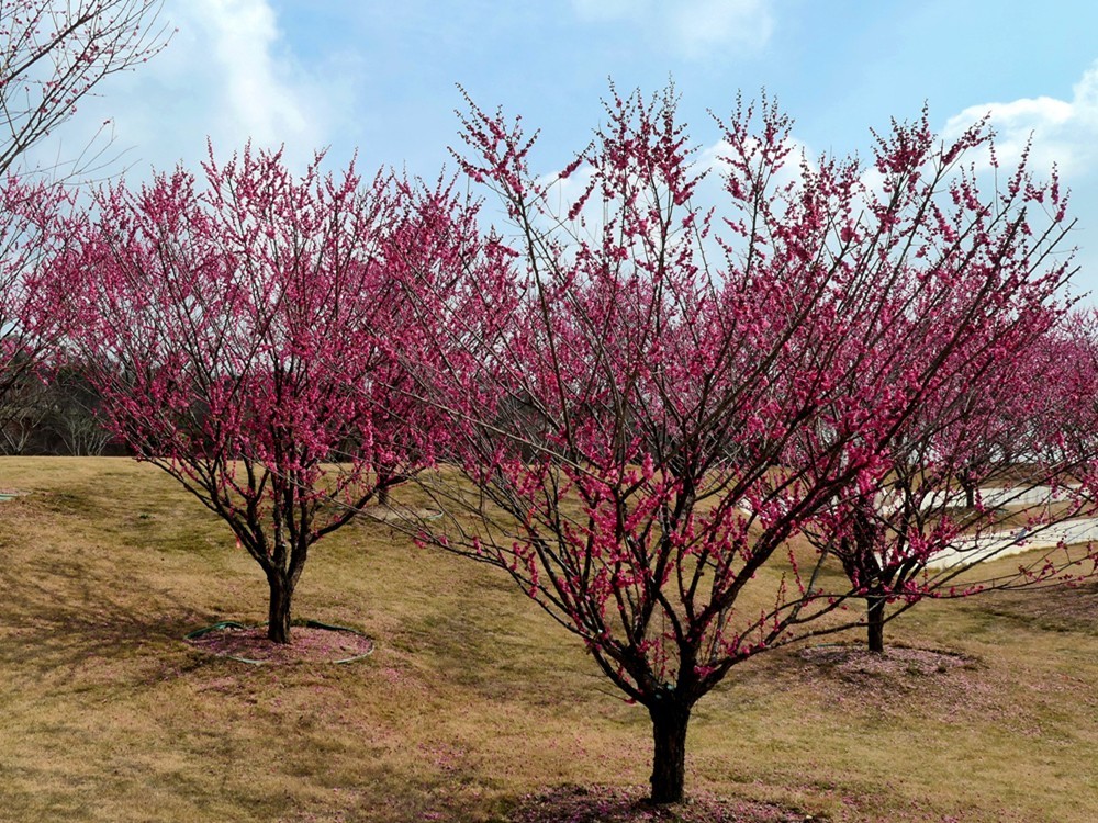 成都音乐百花谷