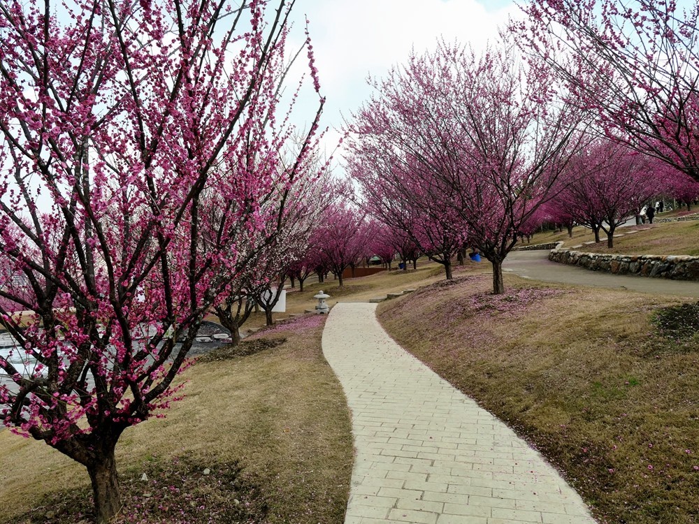 成都音乐百花谷