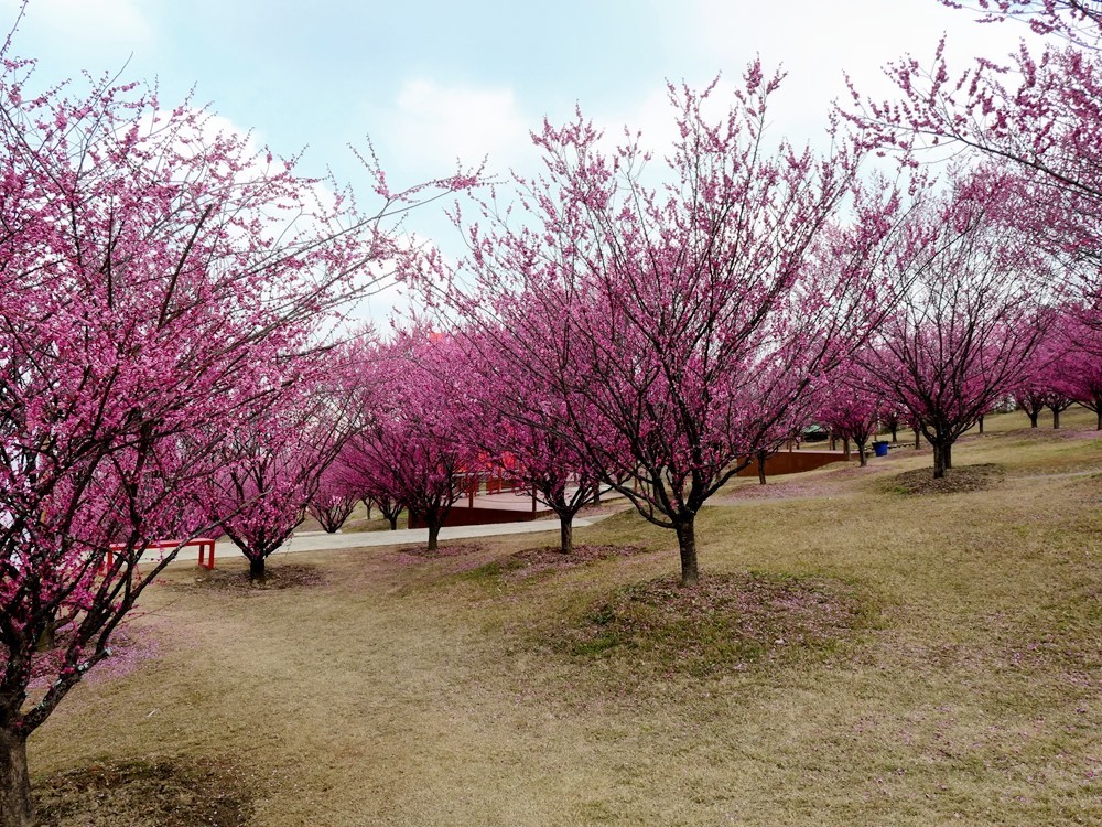 成都音乐百花谷