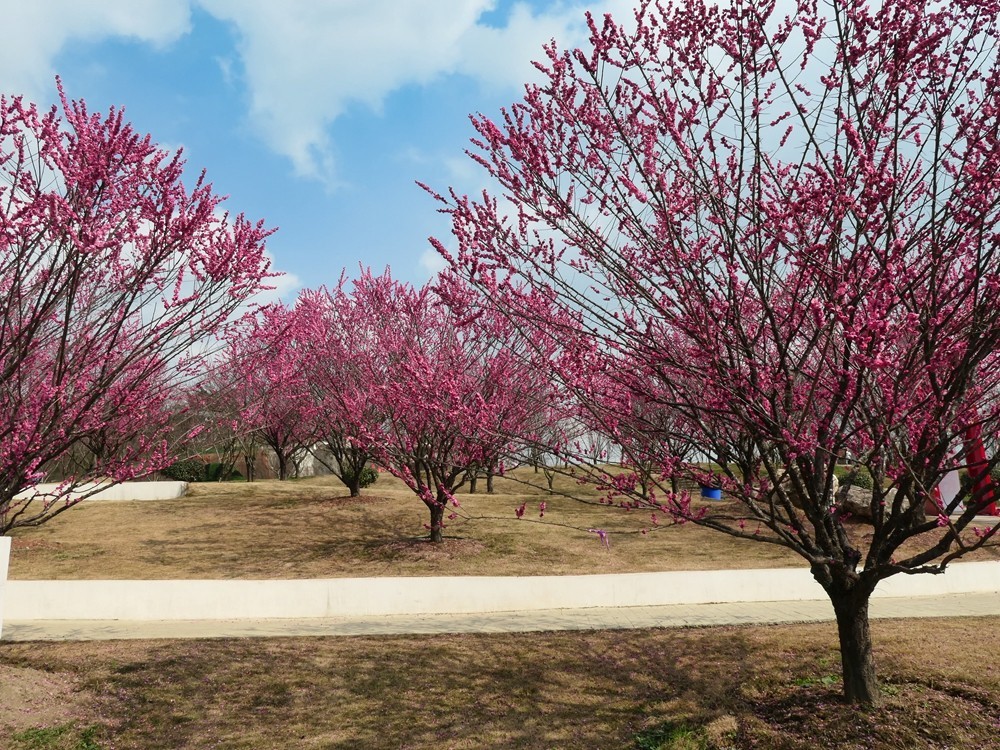 成都音乐百花谷