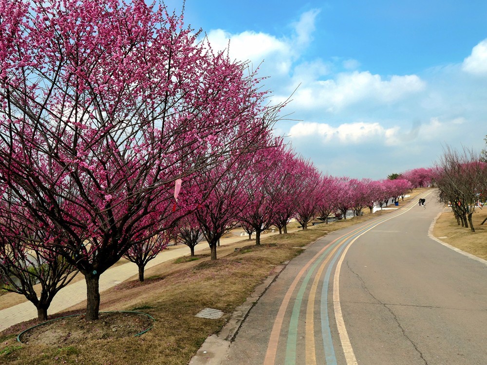 成都音乐百花谷