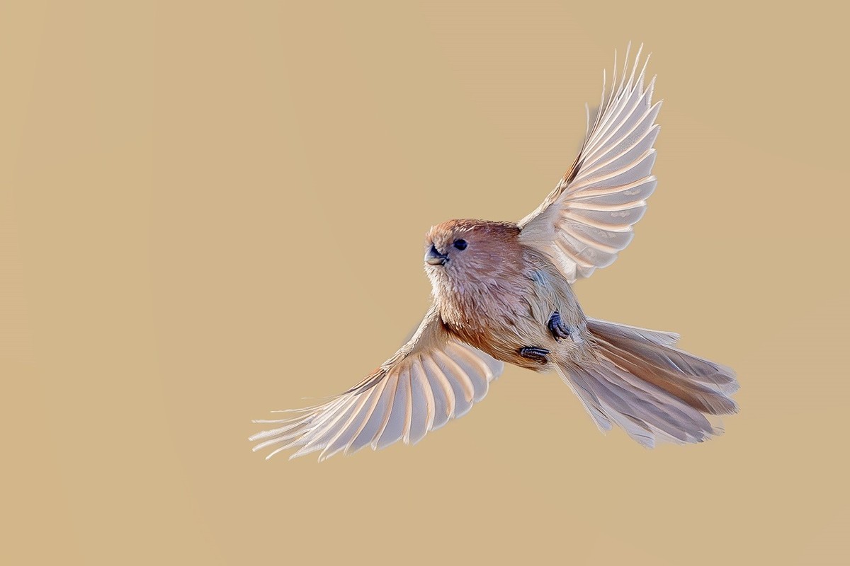 震旦雅雀，棕头鸦雀。