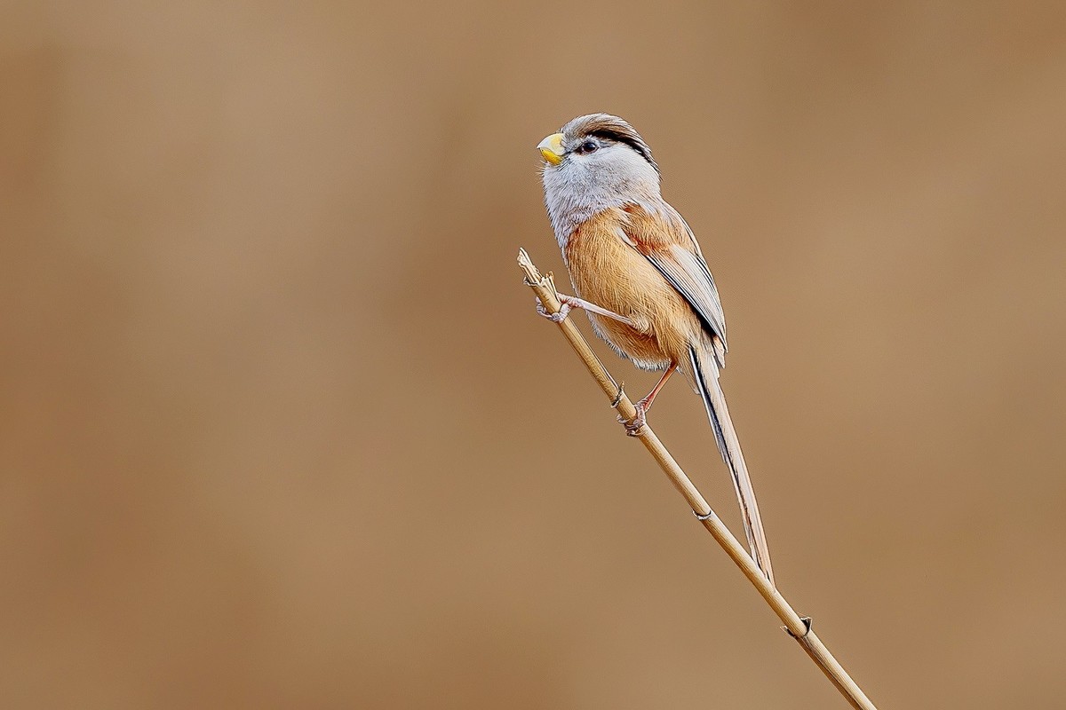 震旦雅雀，棕头鸦雀。