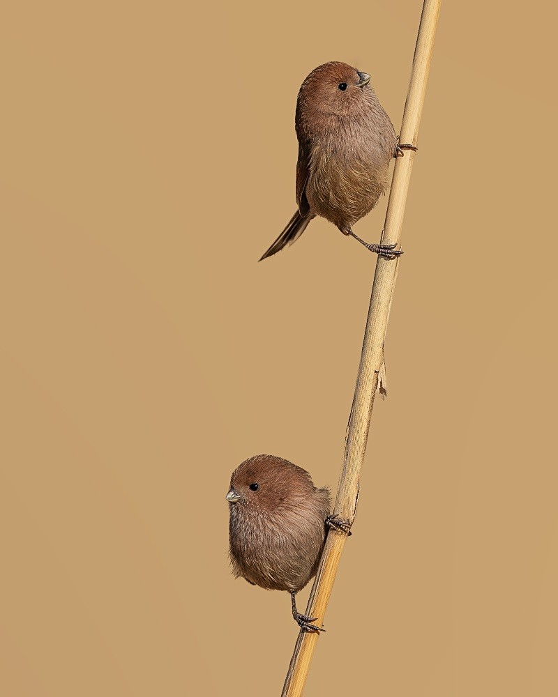 震旦雅雀，棕头鸦雀。