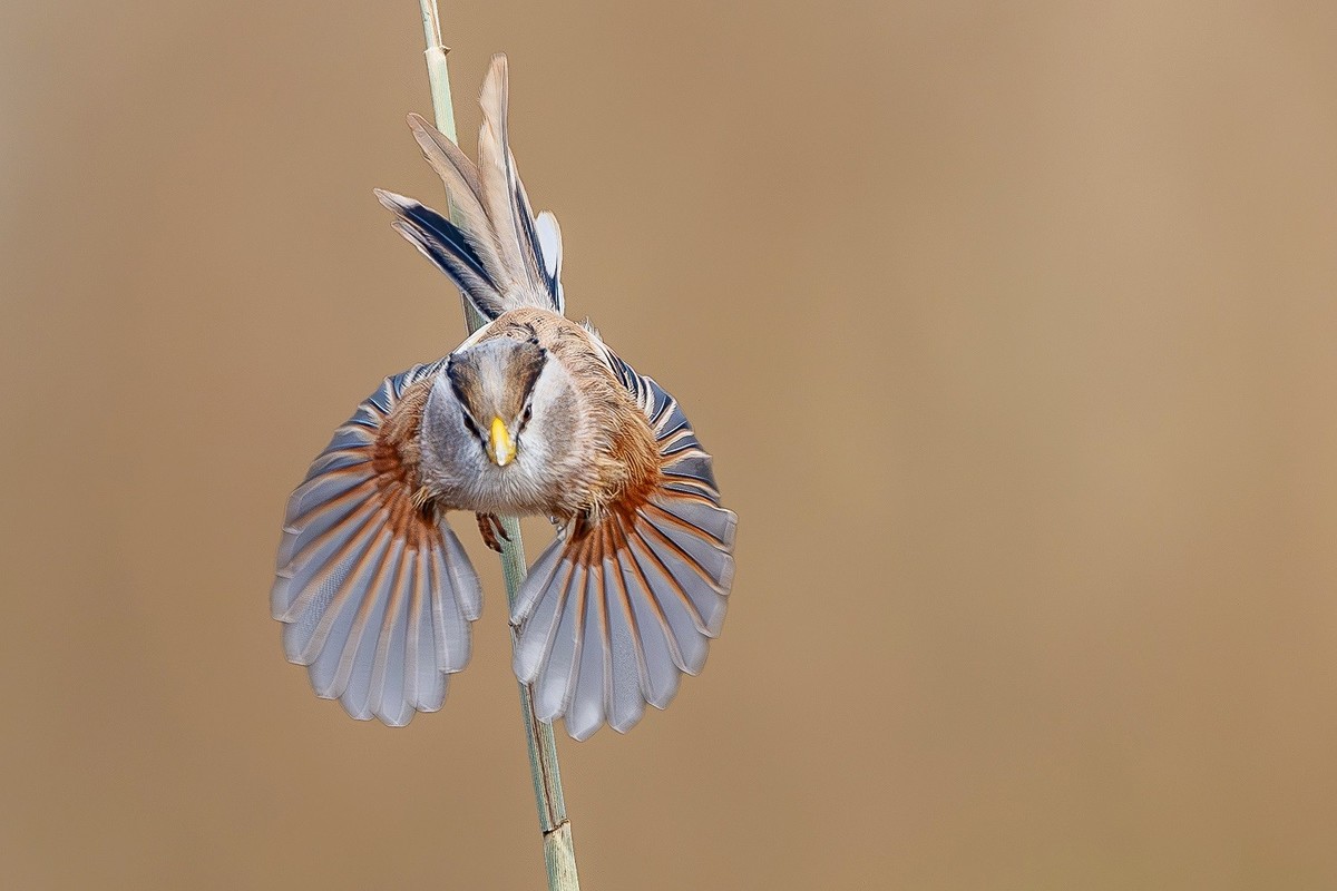 震旦雅雀，棕头鸦雀。