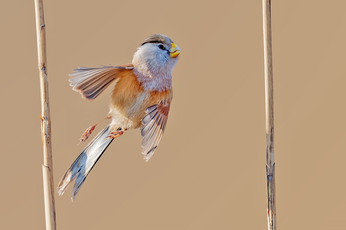 震旦雅雀，棕头鸦雀。