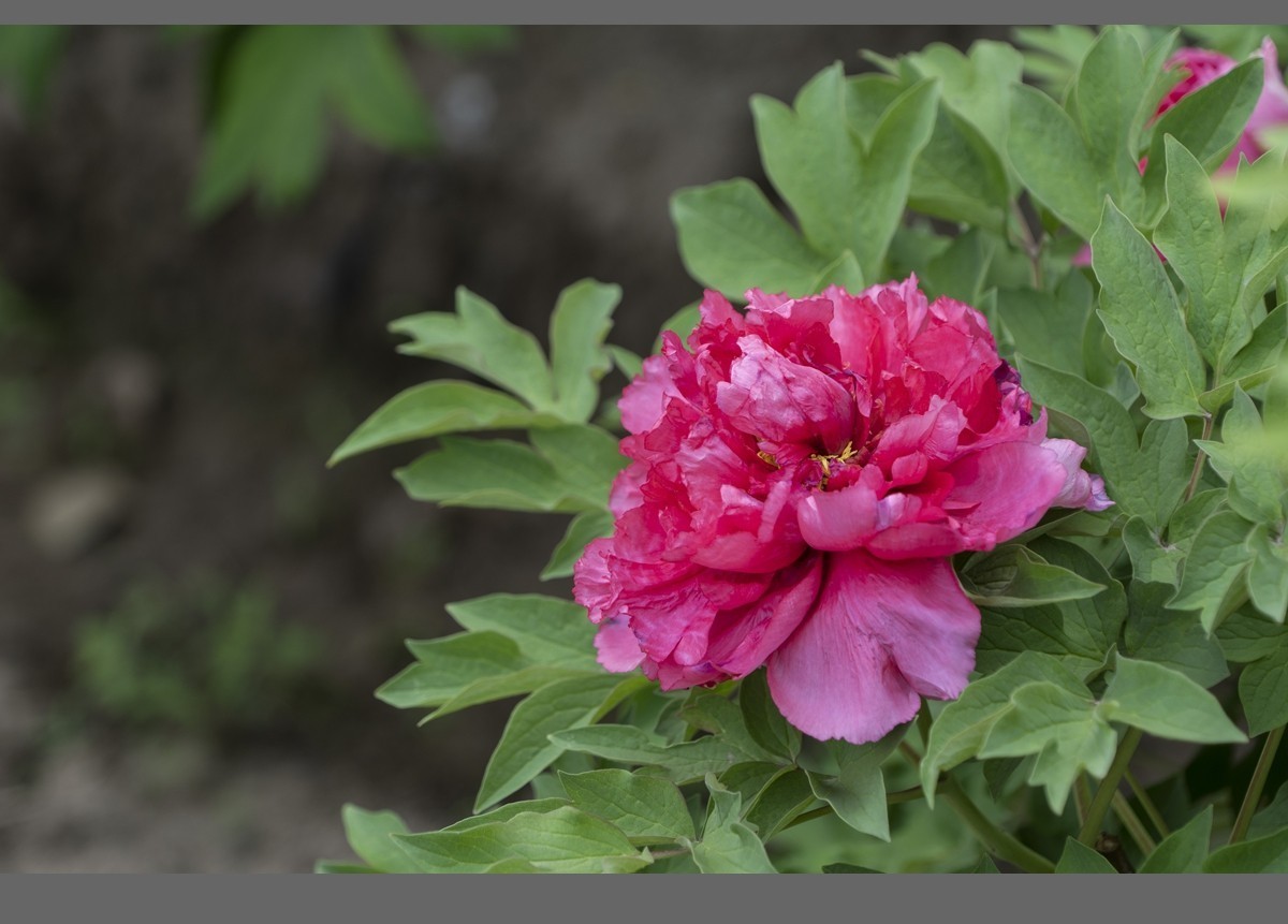 乙巳蛇年盛开的牡丹【4】