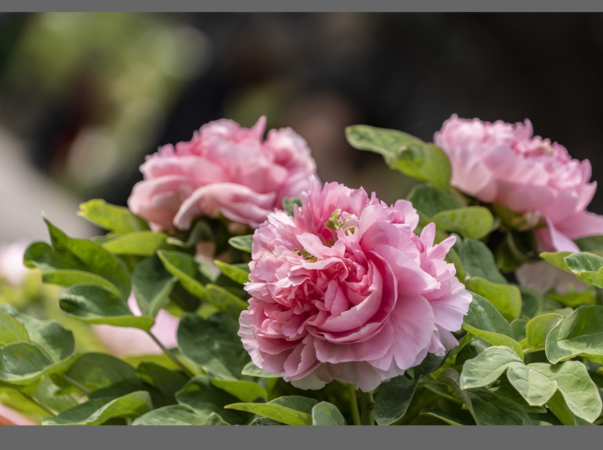 乙巳蛇年盛开的牡丹【4】