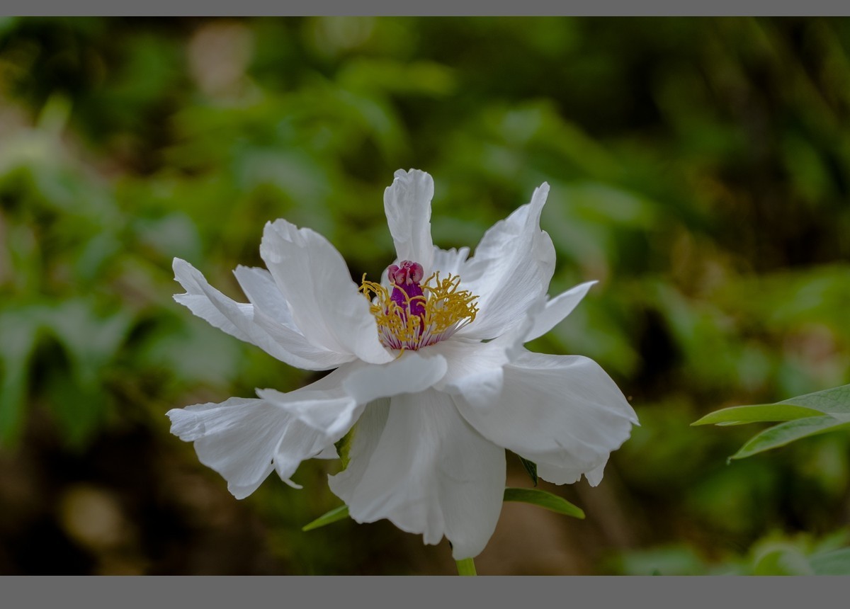 乙巳蛇年盛开的牡丹【4】