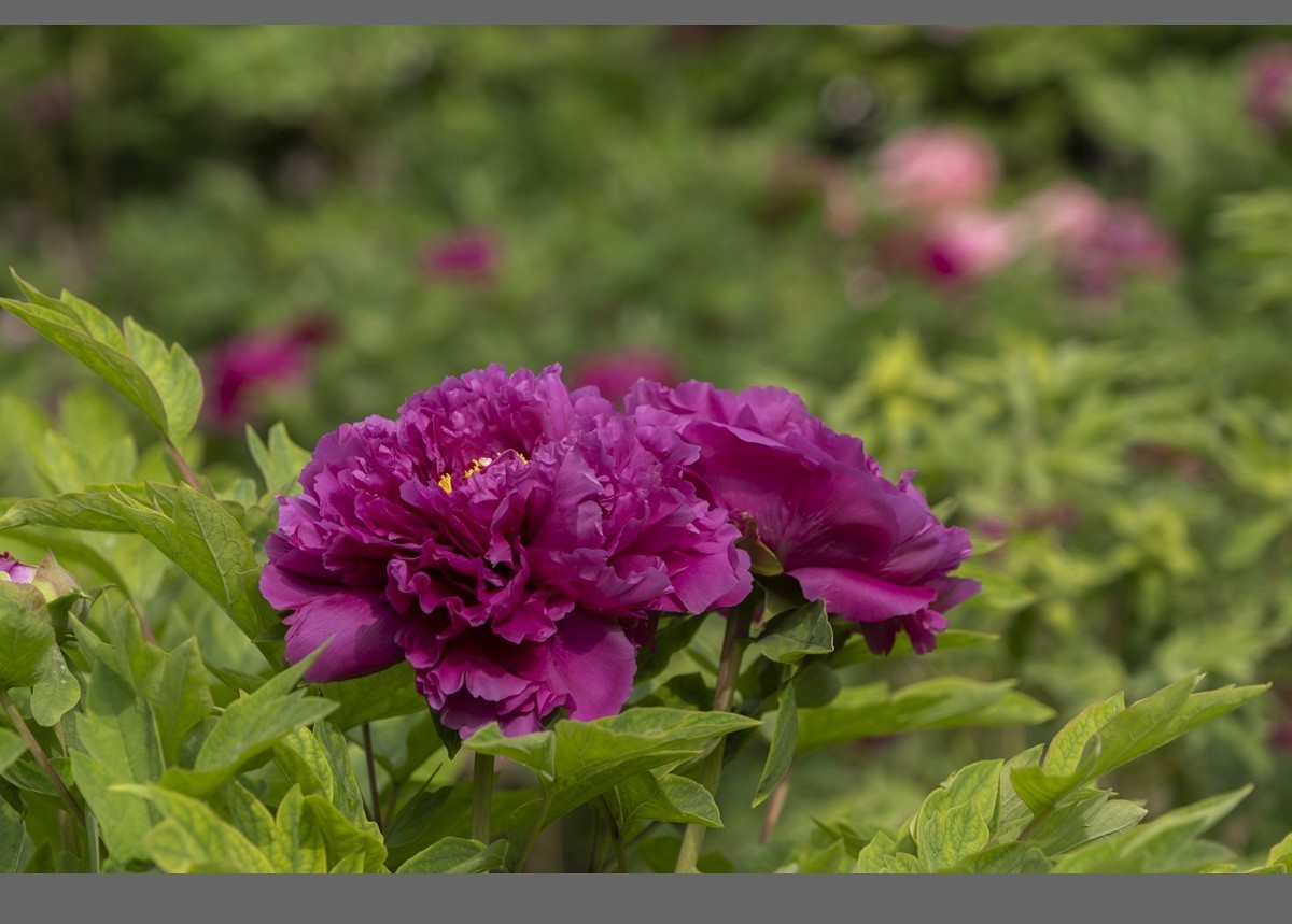 乙巳蛇年盛开的牡丹【4】