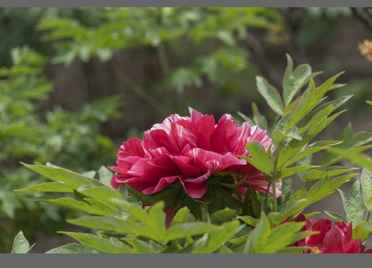 乙巳蛇年盛开的牡丹【4】