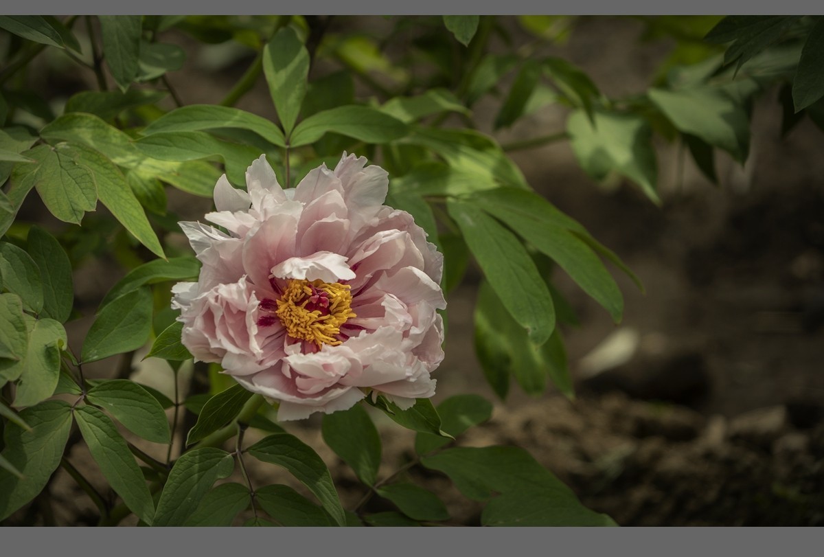 乙巳蛇年盛开的牡丹【4】