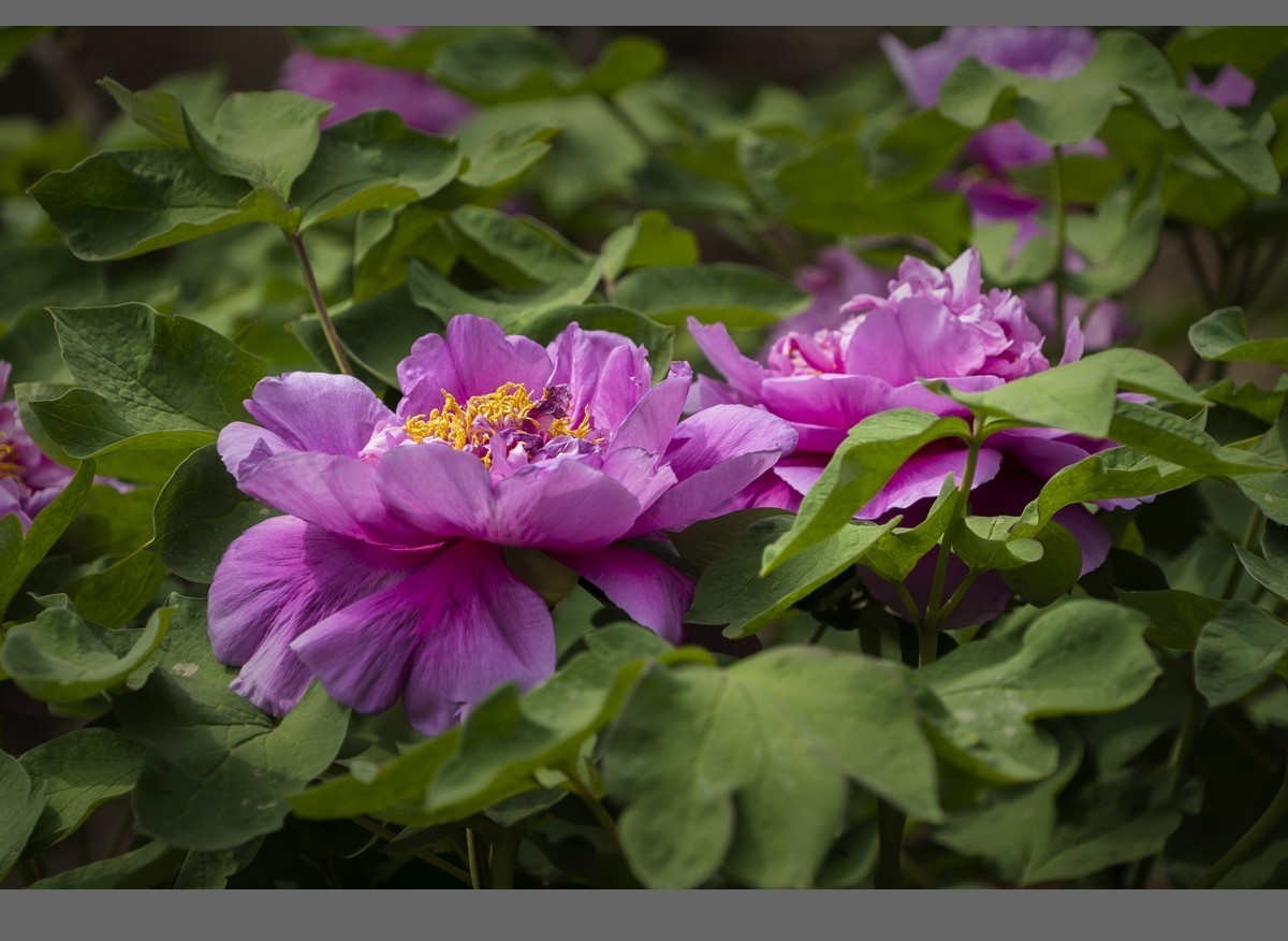 乙巳蛇年盛开的牡丹【4】