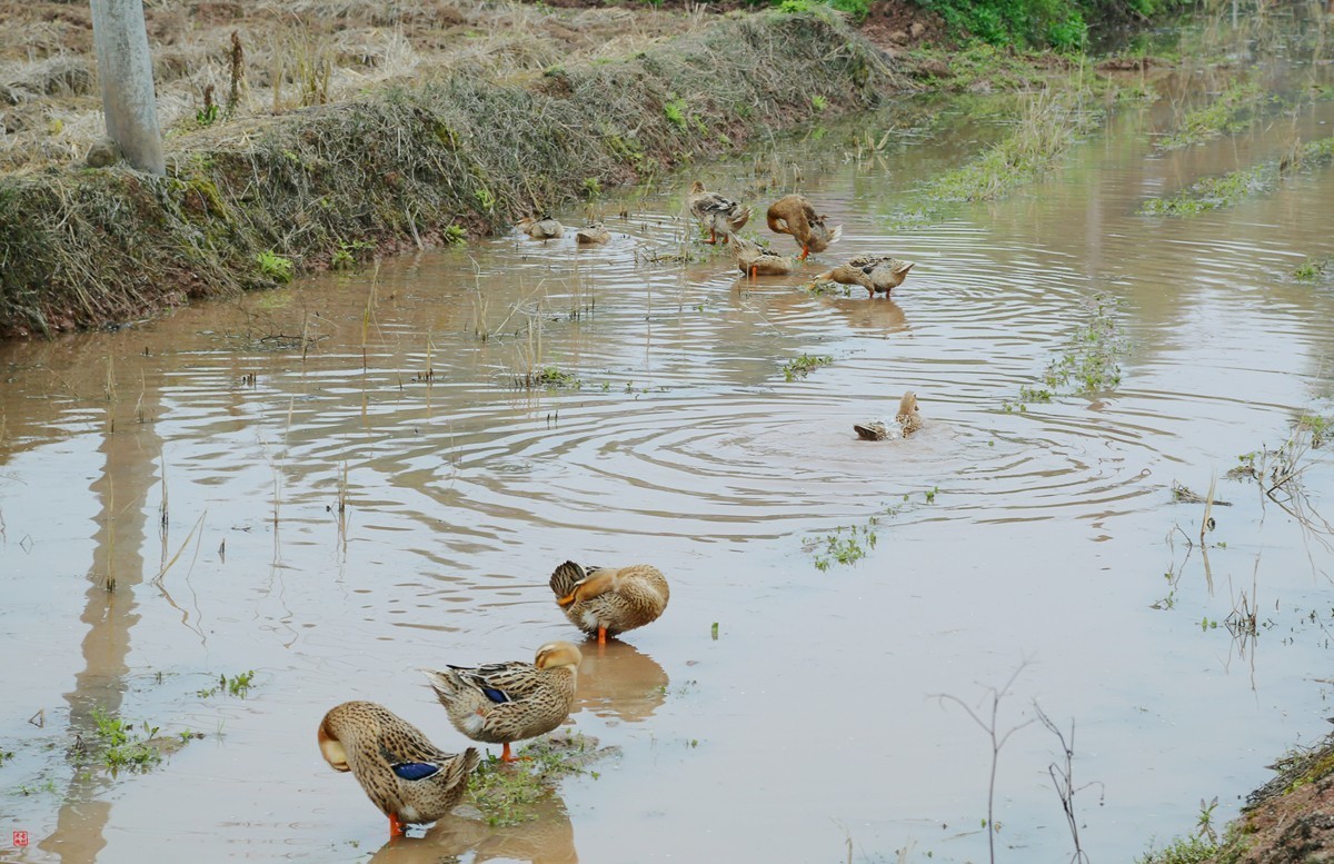 2025踏青，油菜花（8）