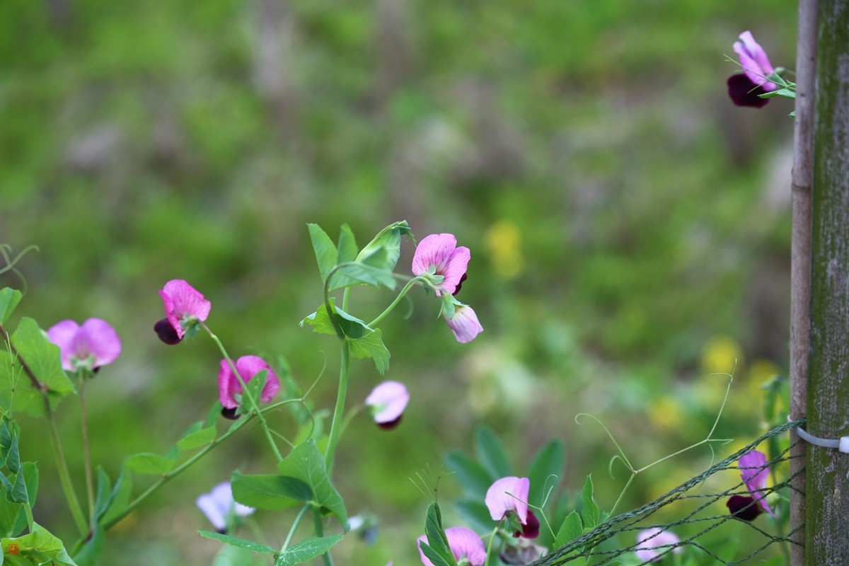 2025踏青，油菜花（8）