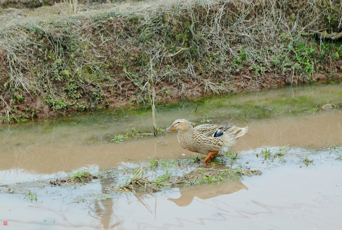 2025踏青，油菜花（8）