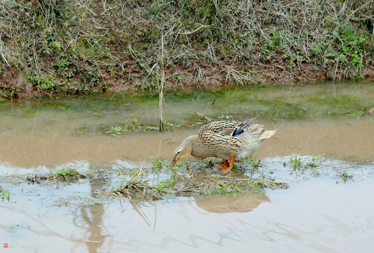 2025踏青，油菜花（8）
