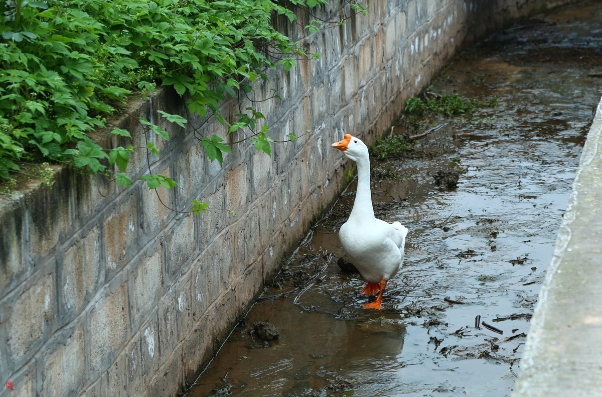 2025踏青，油菜花（8）