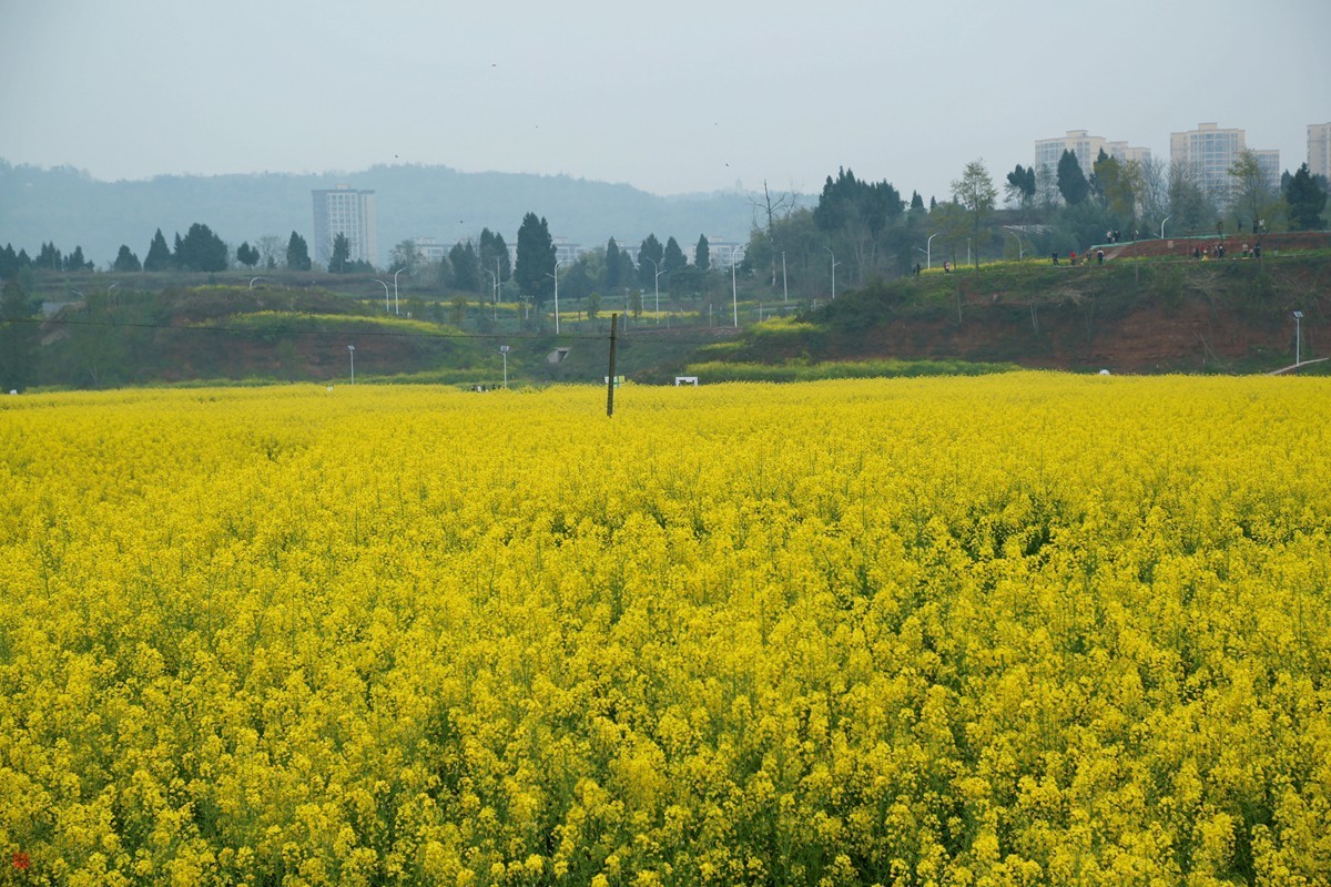 2025踏青，油菜花（8）