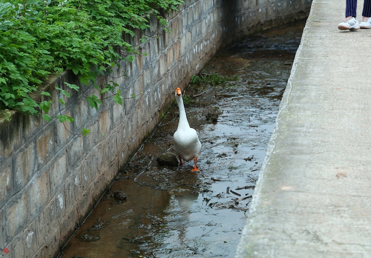 2025踏青，油菜花（8）