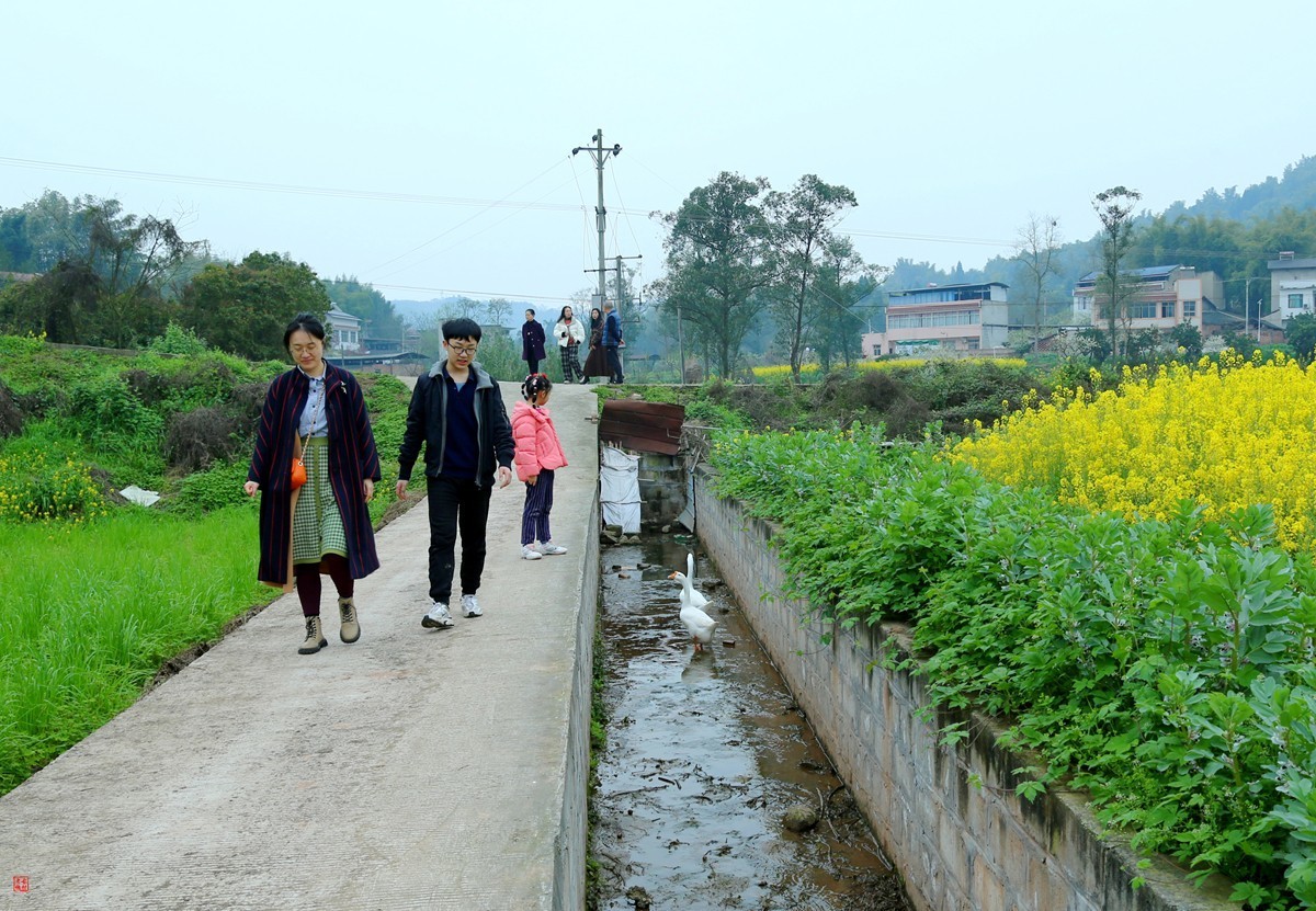 2025踏青，油菜花（8）