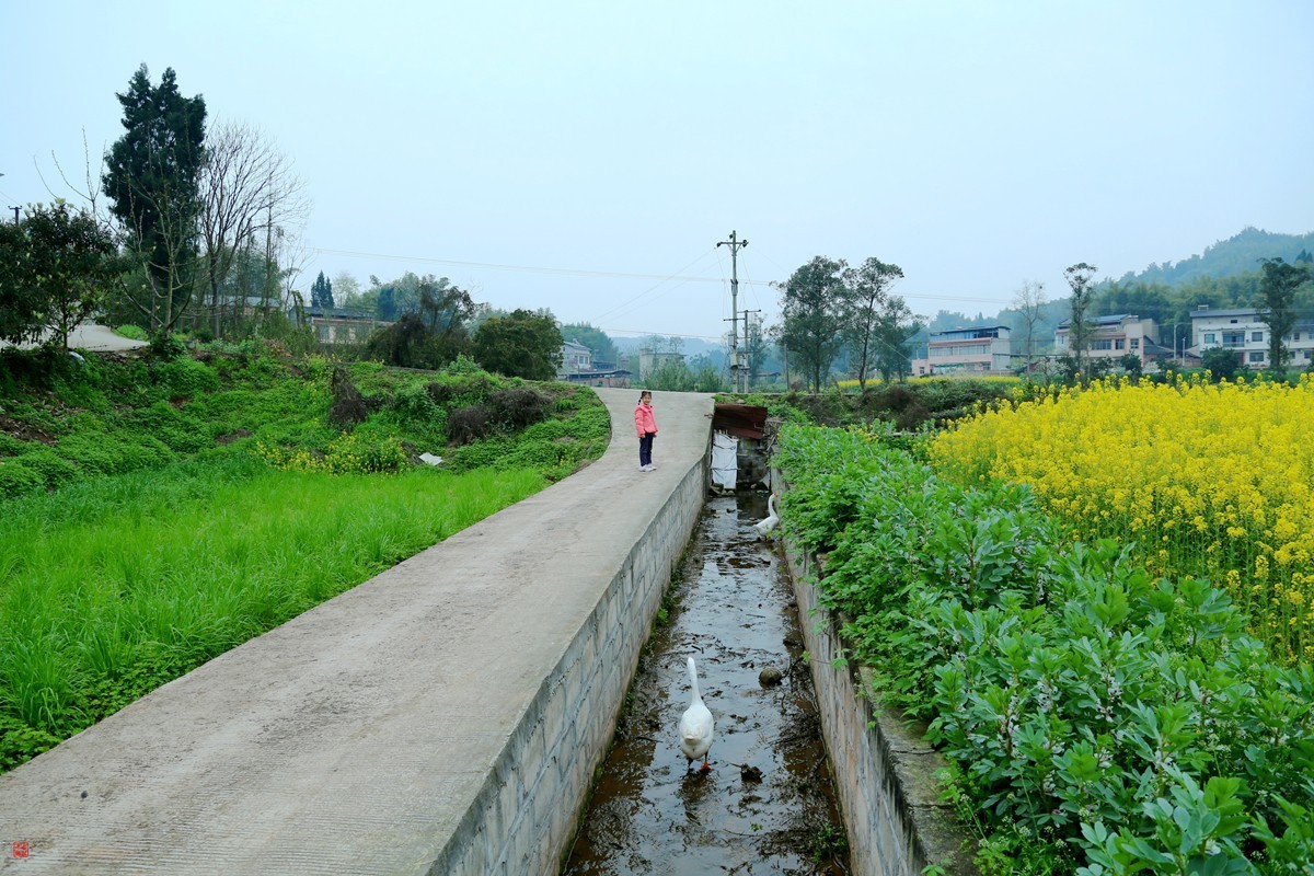 2025踏青，油菜花（8）