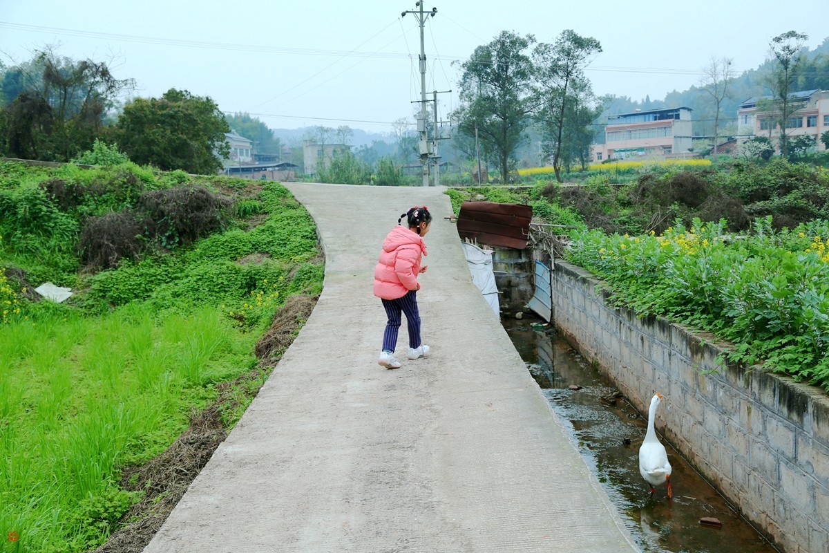 2025踏青，油菜花（8）