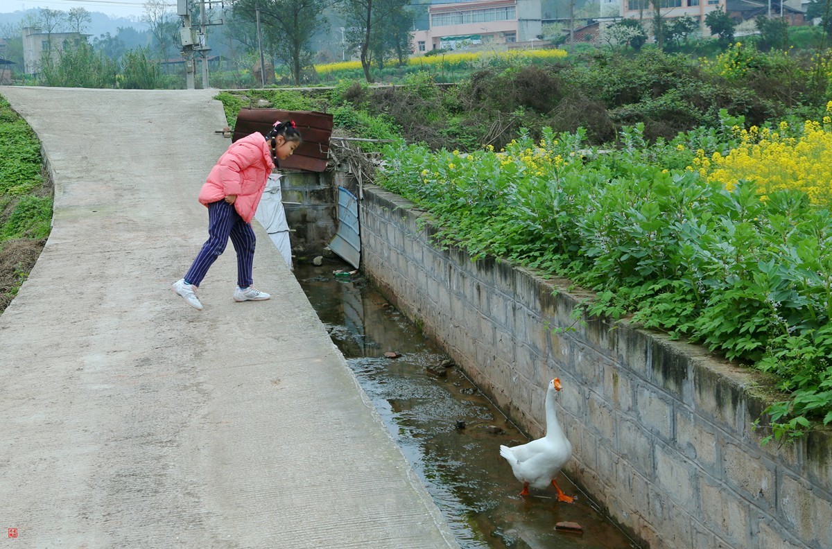 2025踏青，油菜花（8）