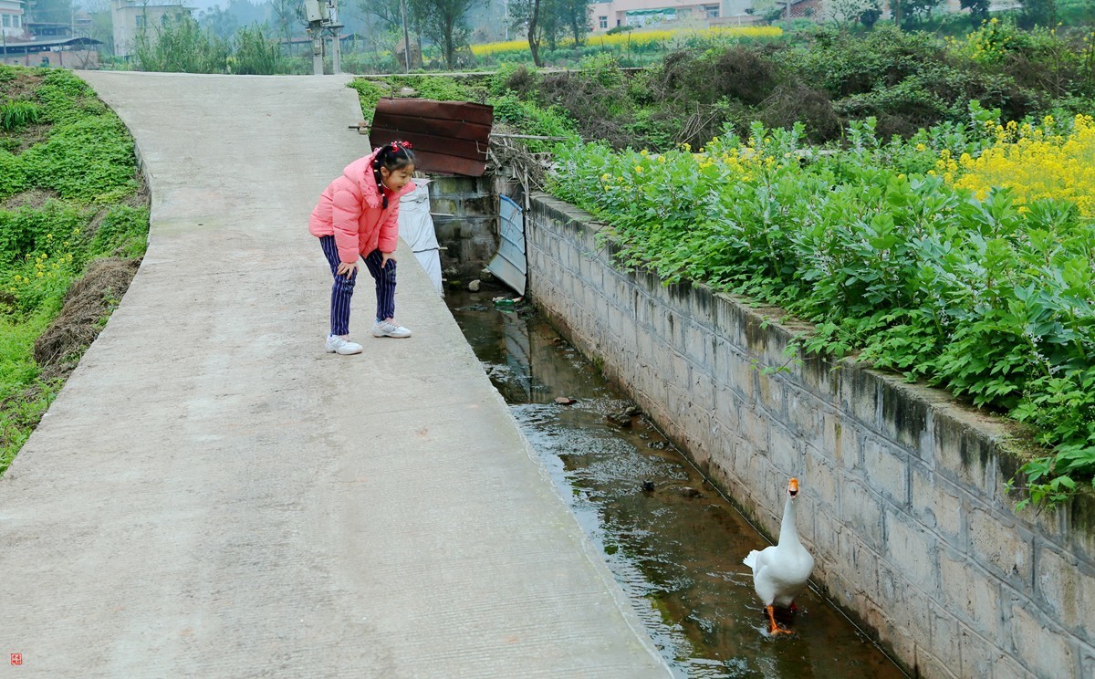 2025踏青，油菜花（8）