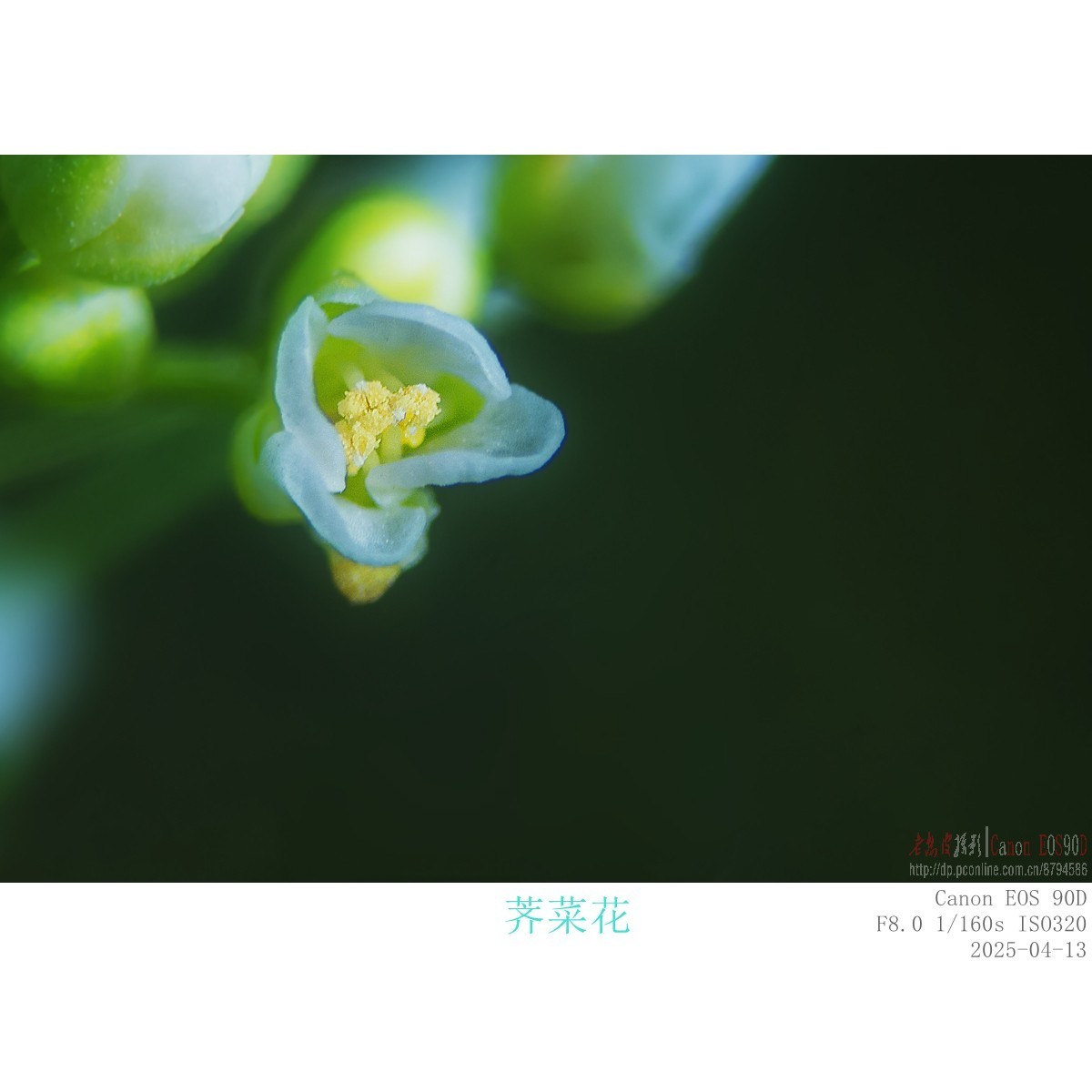 小野花的春天