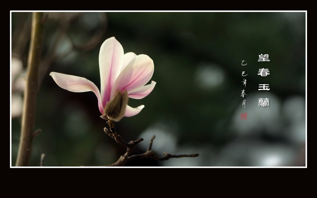 窈窕优雅的望春玉兰