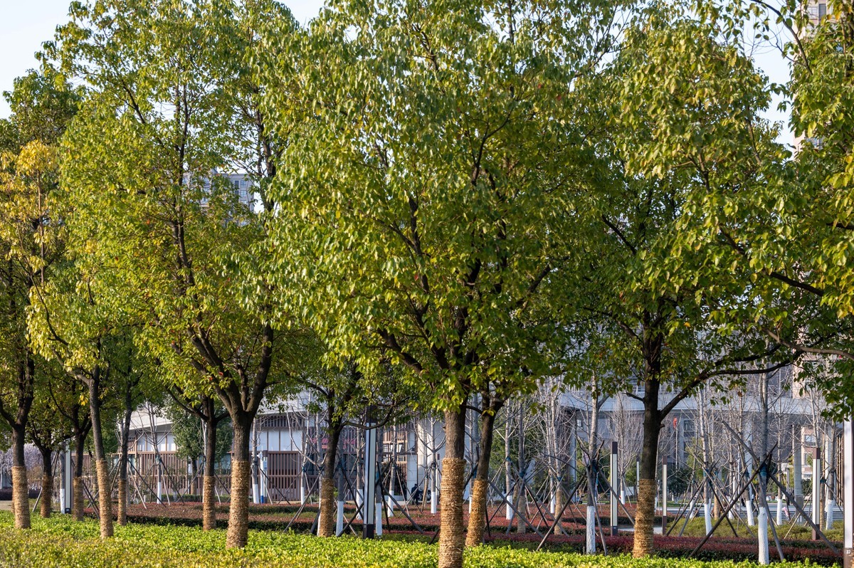 庐州印象（446）肥西滨河公园