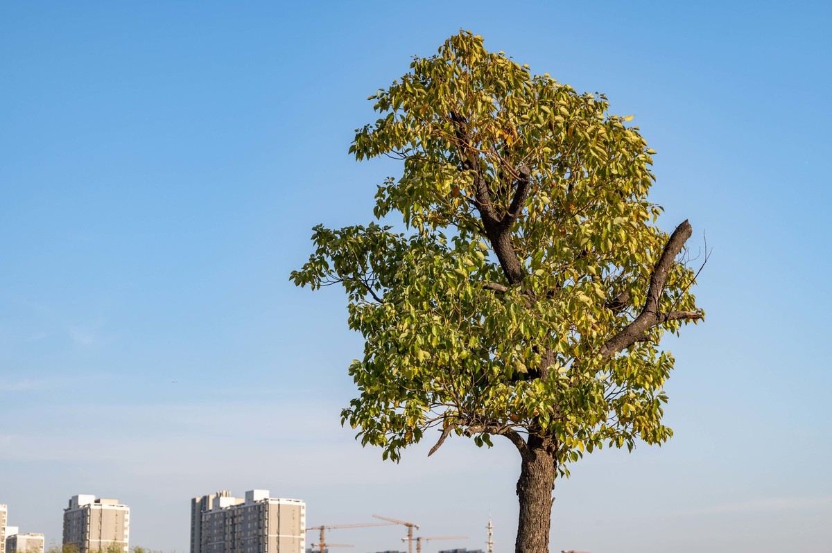 庐州印象（446）肥西滨河公园