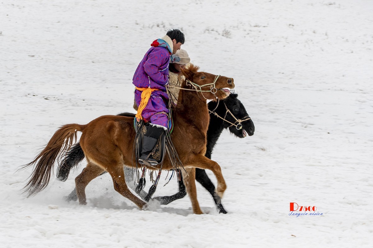 快乐的牧马人（48）