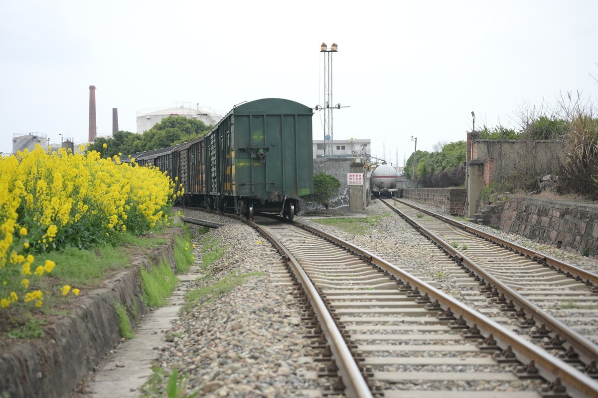 Z63+50mm 1.8S油菜花妹妹