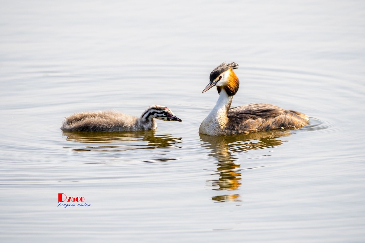 可爱的PI鹈（75）