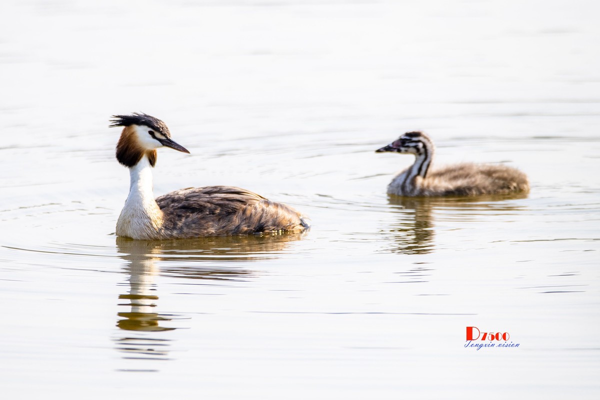 可爱的PI鹈（75）