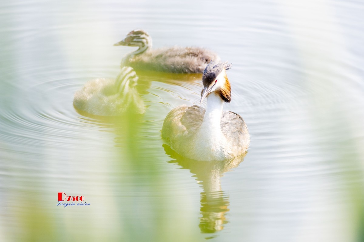 可爱的PI鹈（75）