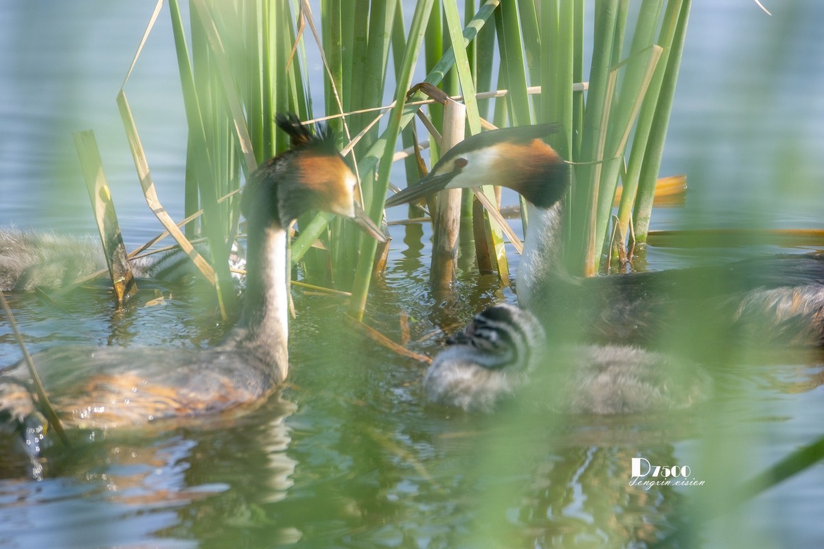 可爱的PI鹈（75）