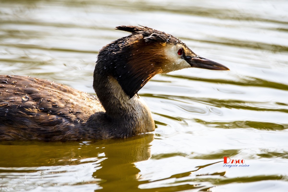 可爱的PI鹈（75）