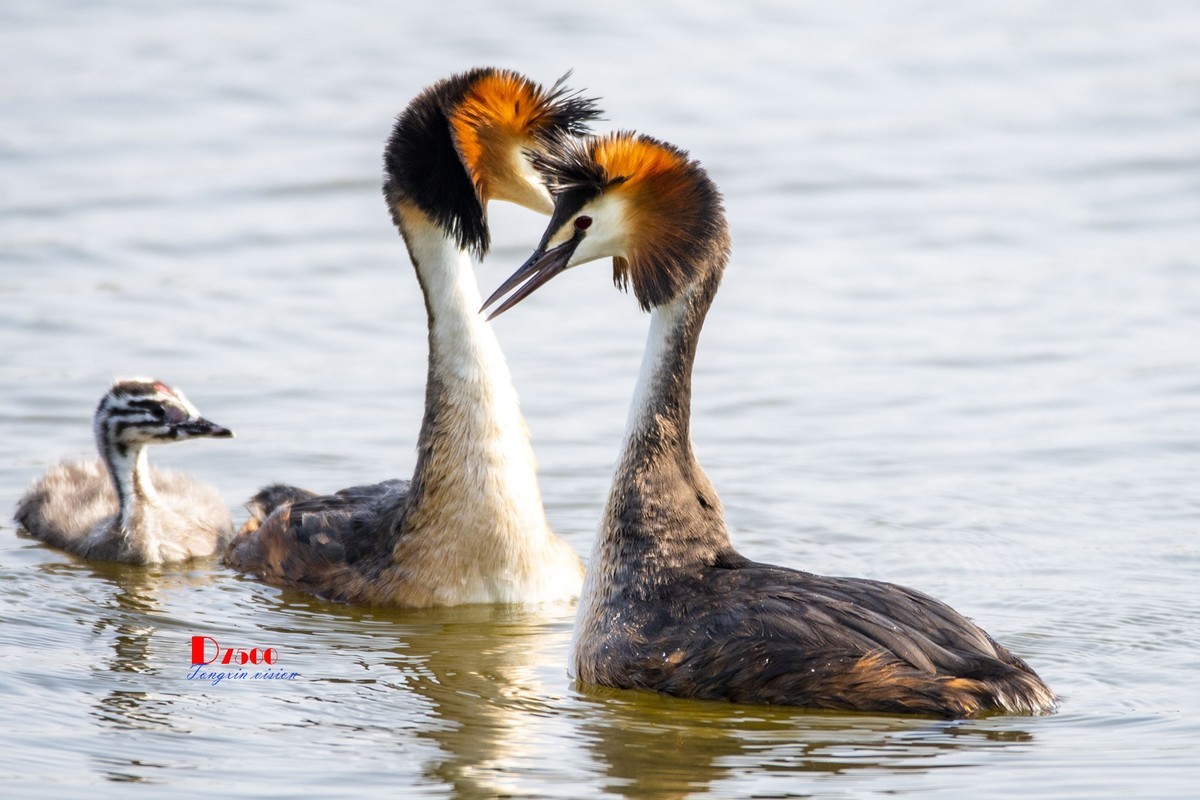 可爱的PI鹈（75）