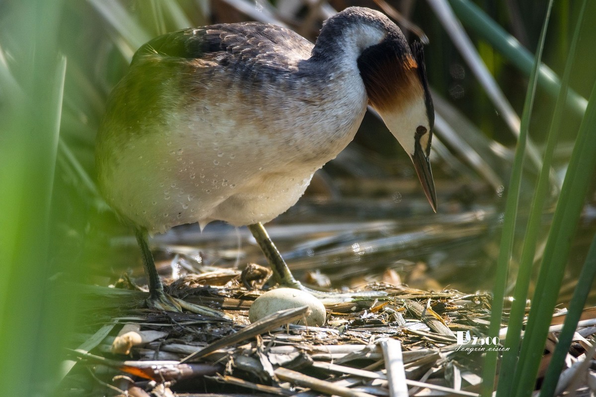 可爱的PI鹈（75）